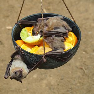 Feeding of Egyptian fruit bats (Rousettus aegyptiacus) in the Tropical hall (Aug 28th, 2018)