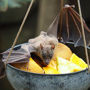 Feeding of Egyptian fruit bats (Rousettus aegyptiacus) in the Tropical hall (Aug 28th, 2018)