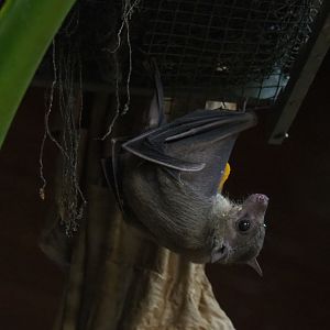 Egyptian fruit bat (Rousettus aegyptiacus) in the Tropical hall (Aug 28th, 2018)