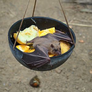 Feeding of Egyptian fruit bats (Rousettus aegyptiacus) in the Tropical hall (Aug 28th, 2018)