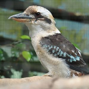 Laughing kookaburra (Dacelo novaeguineae), Aug 28th, 2018