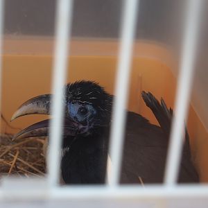 Curl-crested aracari (Pteroglossus beauharnaesii) chick (Aug 28th, 2018)