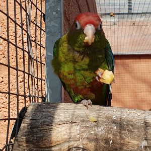 Rose-headed parakeet