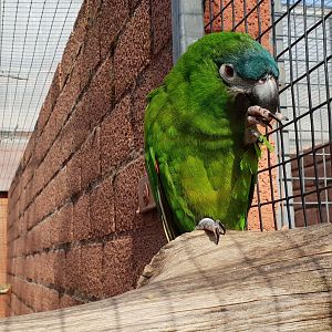 Red-shouldered macaw