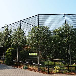 Demoiselle crane - Yellow-billed stork - African spoonbill aviary (Aug 28th, 2018)