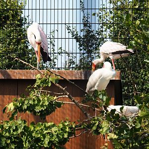 Yellow-billed storks (Mycteria ibis)  and African spoonbills (Platalea alba), Aug 28th, 2018