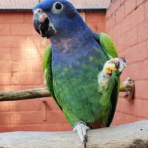 Blue-headed parrot