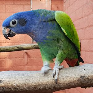 Blue-headed parrot