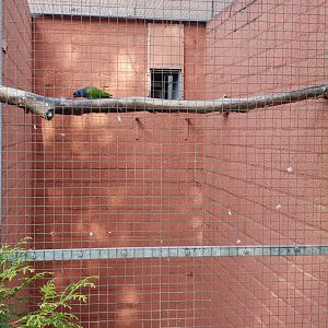 Aviary Blue-headed parrot