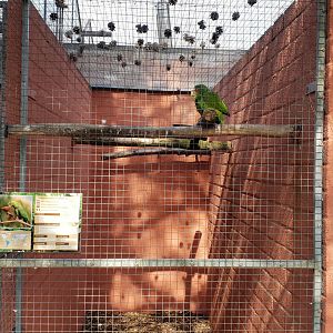 Aviary White-fronted amazon