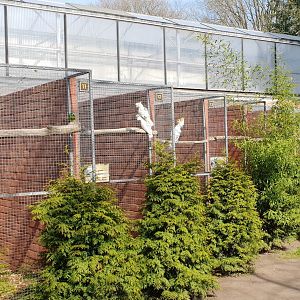 Parrot-aviaries