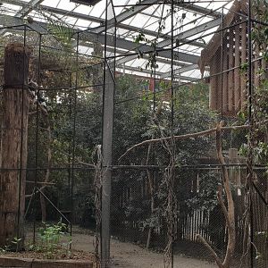 Aviary Grey-cheeked hornbill