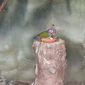 Nesting Emerald doves