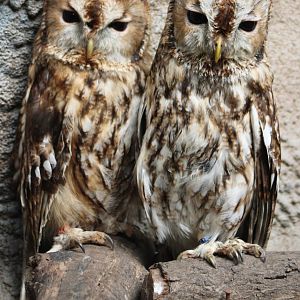 Striped owls