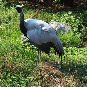 Demoiselle crane (Anthropoides virgo), Aug 28th, 2018