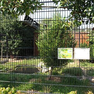 American white ibis - Hamerkop - Black-crowned night heron aviary (Aug 28th, 2018)
