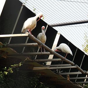 American white ibis (Eudocimus albus), Aug 28th, 2018