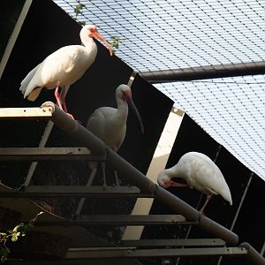American white ibis (Eudocimus albus), Aug 28th, 2018