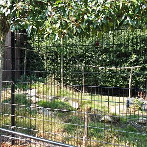 Glossy ibis - Black grouse aviary (Aug 28th, 2018)