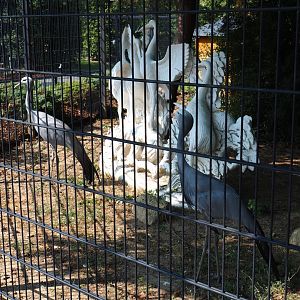 Blue cranes (Anthropoides paradisea) and crane statue (Aug 28th, 2018)