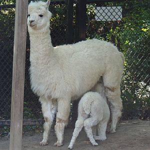 Alpaca (Vicugna pacos) with nursing cria (Aug 28th, 2018)