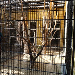 Green-winged macaw aviary (Aug 28th, 2018)