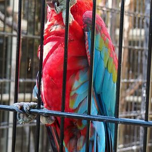 Green-winged macaw (Ara chloroptera), Aug 28th, 2018