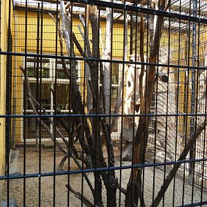 Military macaw and satyr tragopan aviary (Aug 28th, 2018)