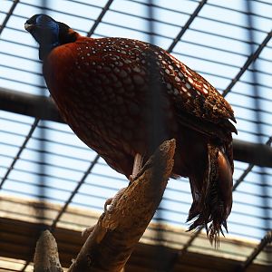 Satyr tragopan (Tragopan satyra), Aug 28th, 2018