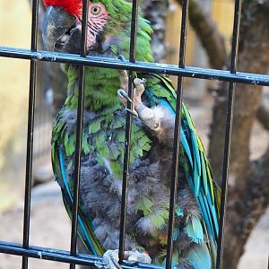 Military macaw (Ara militaris), Aug 28th, 2018