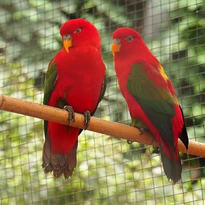 Yellow-backed lorikeets (Lorius garrulus flavopalliatus), Aug 28th, 2018