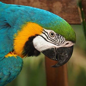 Blue-and-yellow macaw (Ara ararauna), Aug 28th, 2018