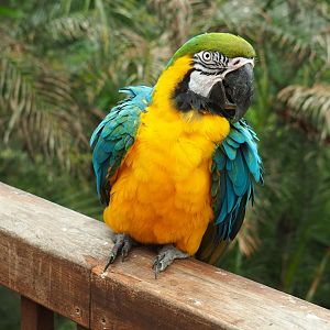 Blue-and-yellow macaw (Ara ararauna), Aug 28th, 2018