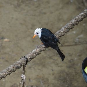 Himalayan black bulbul (Hypsipetes leucocephalus), Aug 28th, 2018