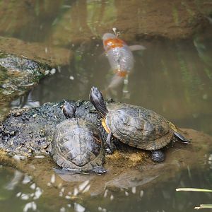 Yellow-bellied sliders (Trachemys scripta scripta) and Koi (Cyprinus rubrofuscus), Aug 28th, 2018