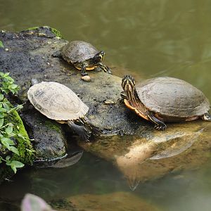 Yellow-bellied sliders (Trachemys scripta scripta), Aug 28th, 2018