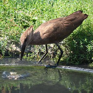 Hamerkop (Scopus umbretta), Aug 28th, 2018