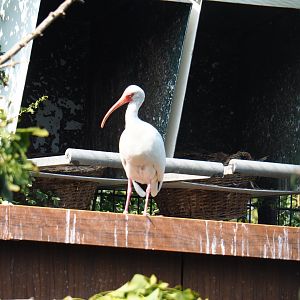 American white ibis (Eudocimus albus), Aug 28th, 2018