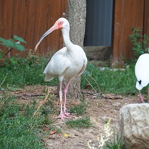 American white ibis (Eudocimus albus), Aug 28th, 2018
