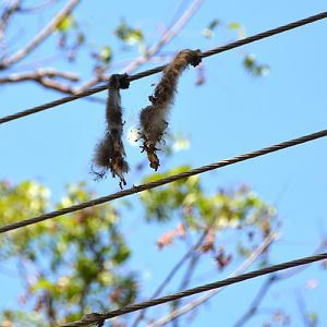 Warning!  Do not hang off power lines!