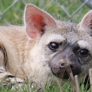 Eastern Aardwolf / Hamerton / 28-3-19