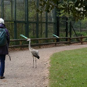 Juvenile Chilean flamingo, April 2019