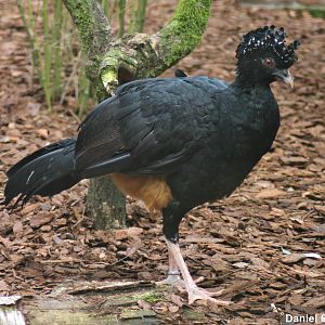 Red-billed curassow (Crax blumenbachii)