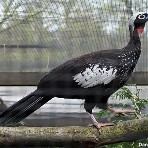 Black-fronted piping guan (Aburria jacutinga)