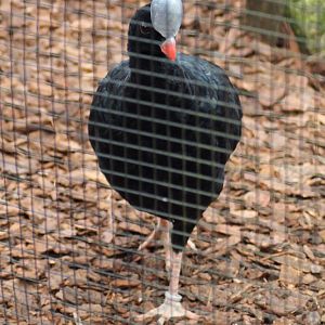 Helmeted curassow (Pauxi pauxi)