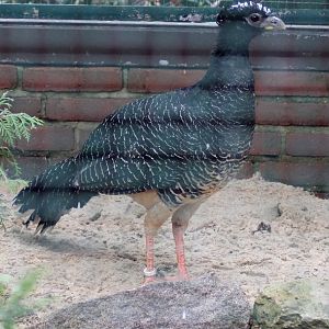 Bare-faced curassow (Crax fasciolata)