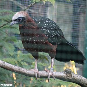 White-crested guan (Penelope pileata)