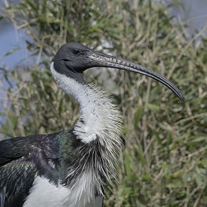 Straw-necked ibis