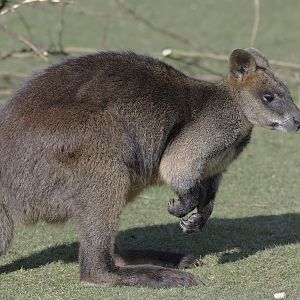 Swamp wallaby