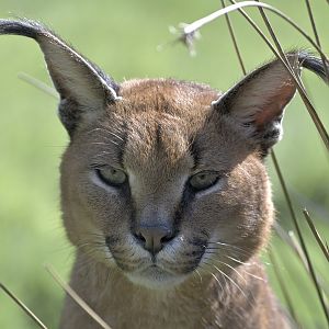 Caracal